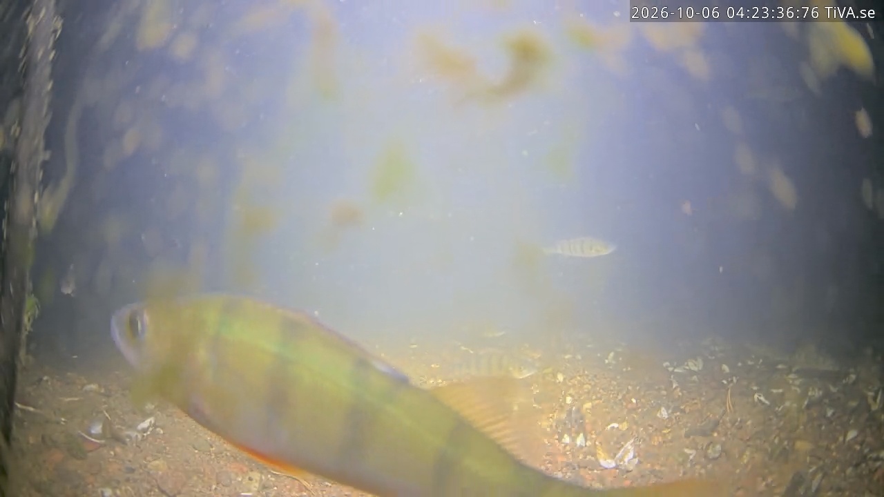 Video 2026-10-06 04:23