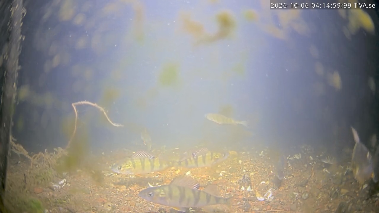 Video 2026-10-06 04:15