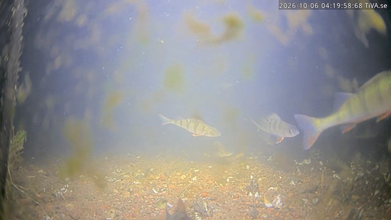 Video 2026-10-06 04:20