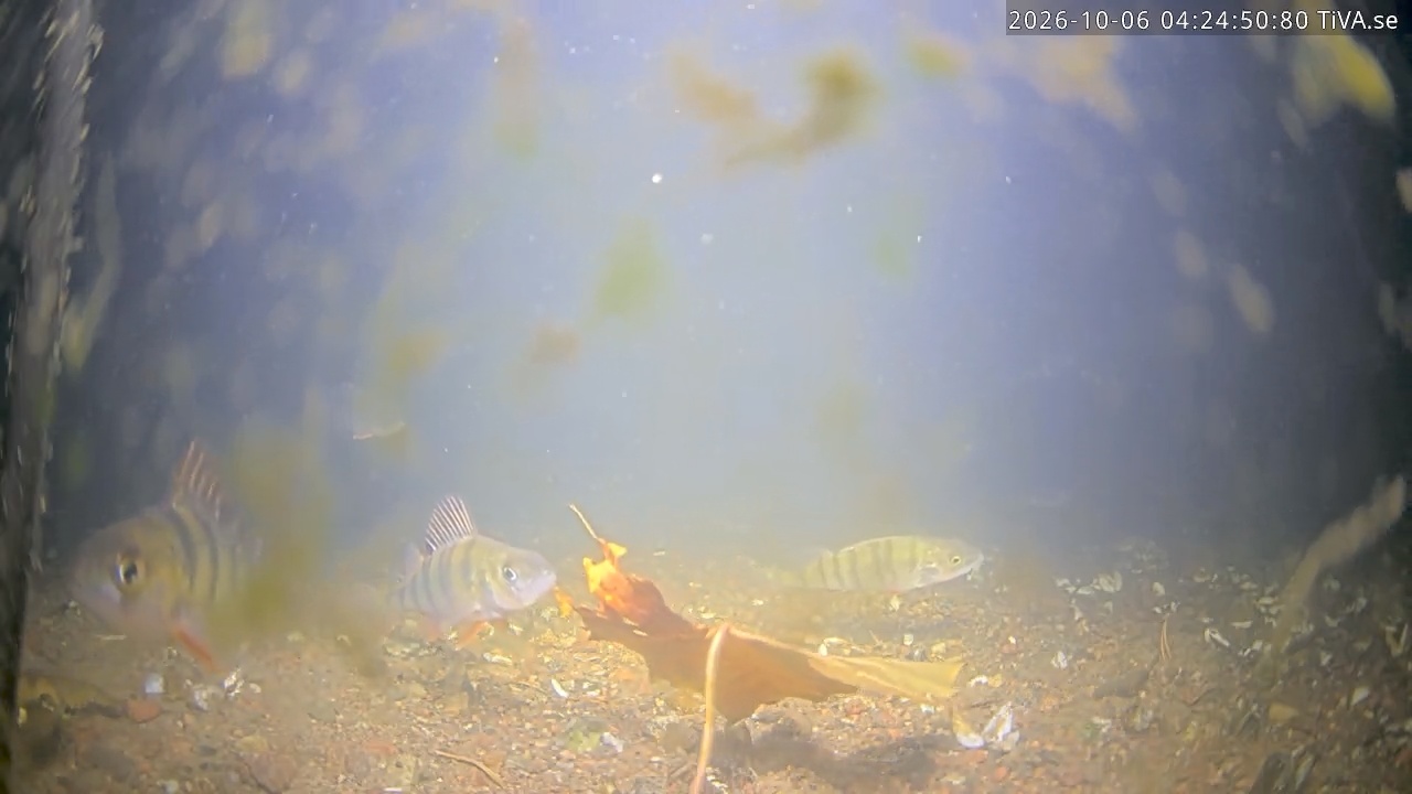 Video 2026-10-06 04:24