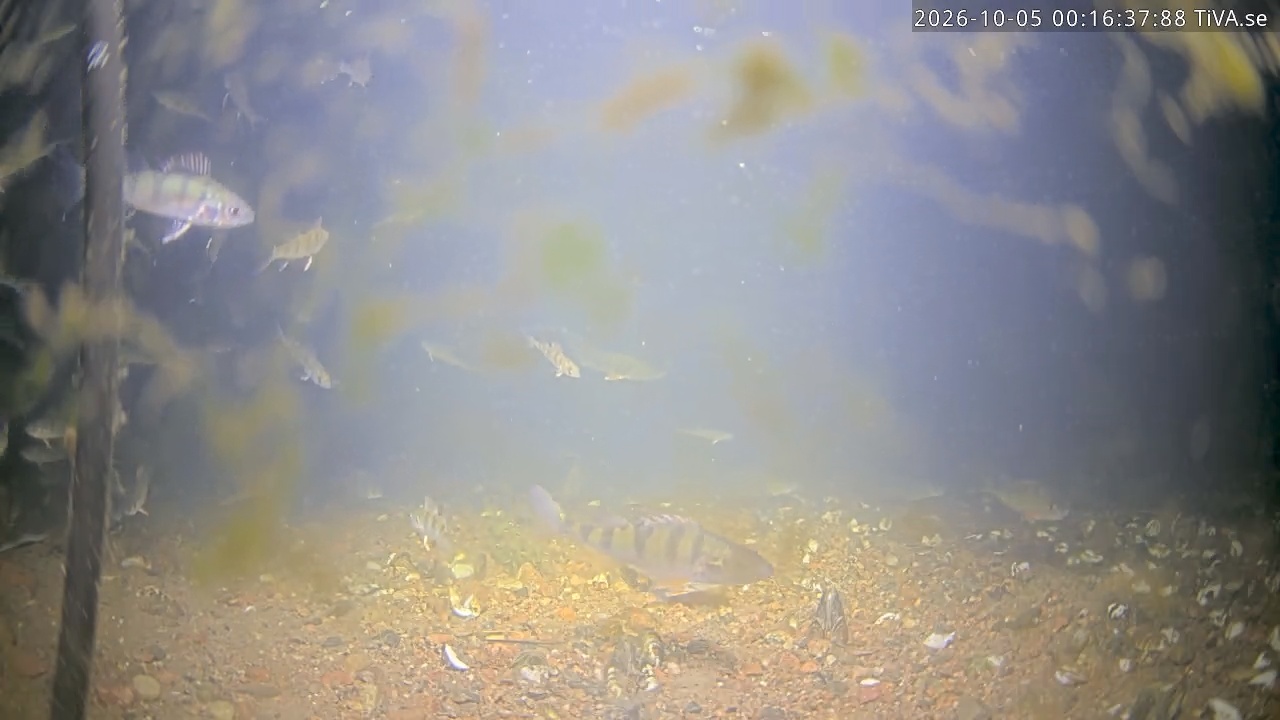 Video 2026-10-05 00:16