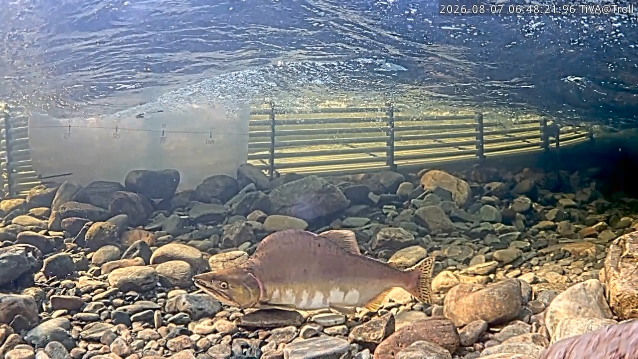 Video 2026-08-07 06:48