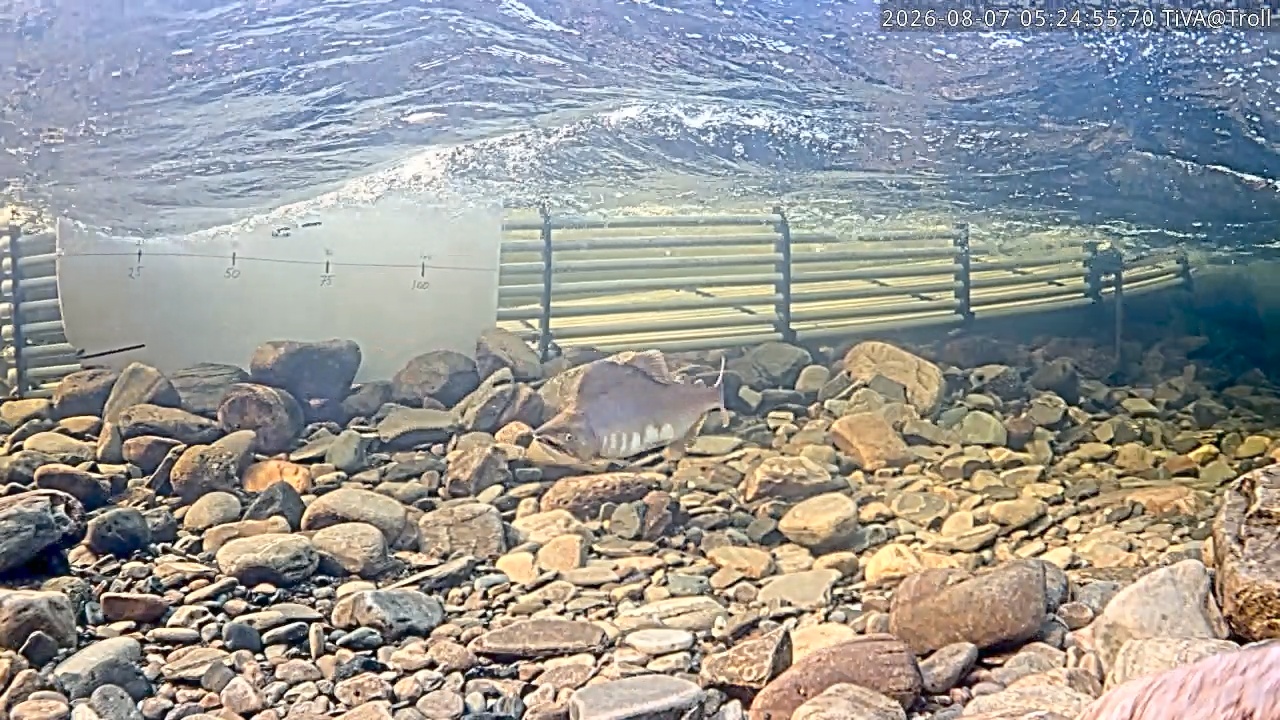Video 2026-08-07 05:25