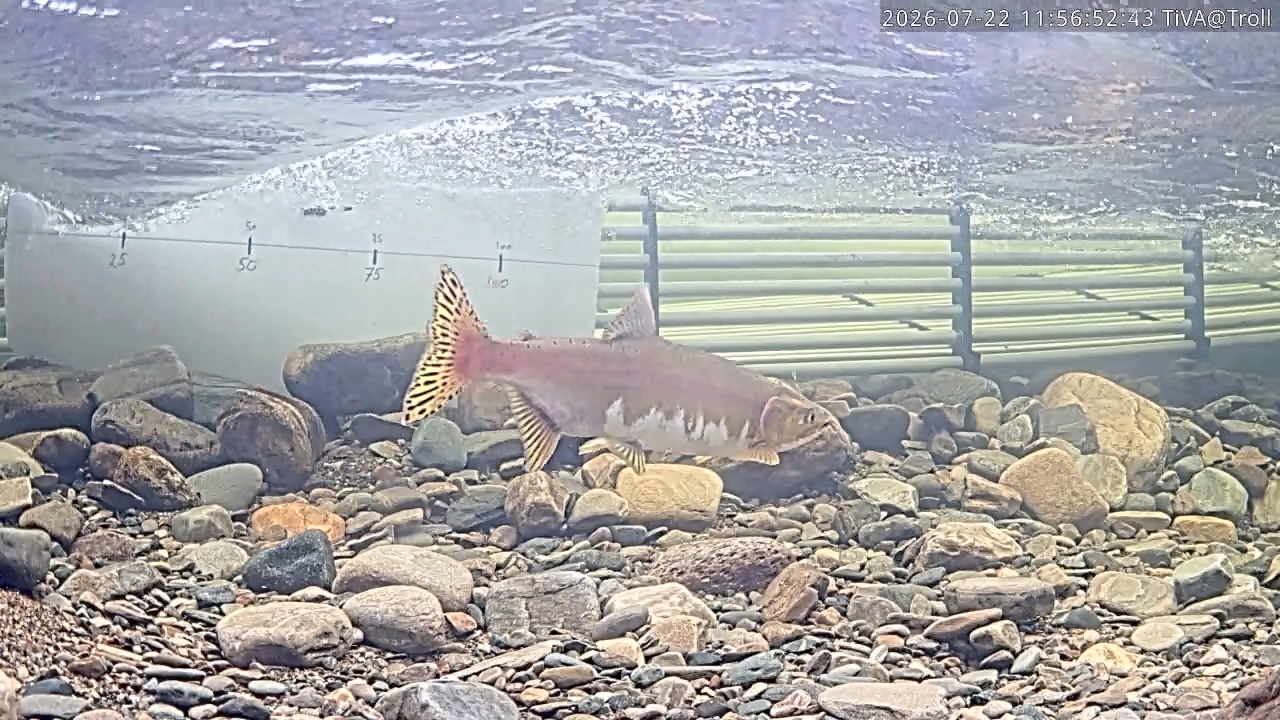 Video 2026-07-22 11:56
