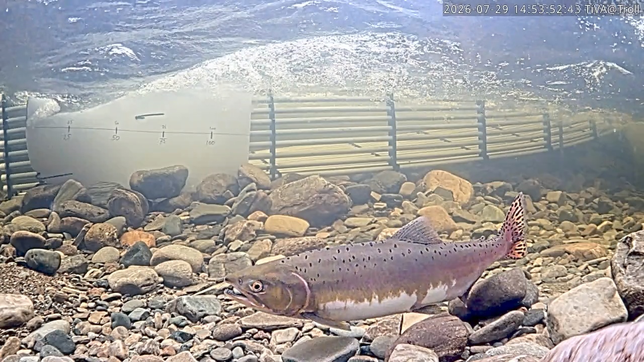 Video 2026-07-29 14:54