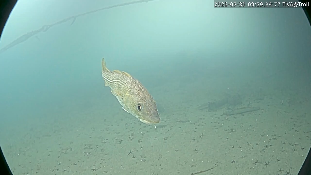 Video 2026-05-30 09:39