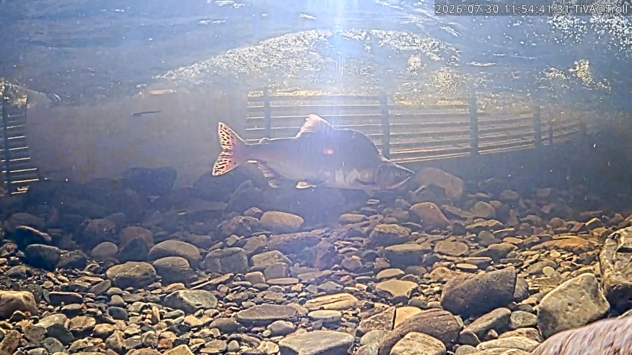 Video 2026-07-30 11:54