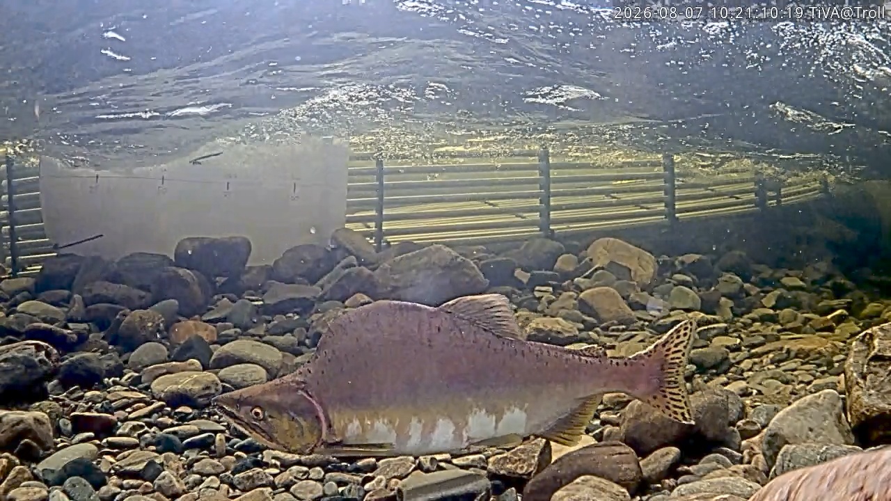 Video 2026-08-07 10:21