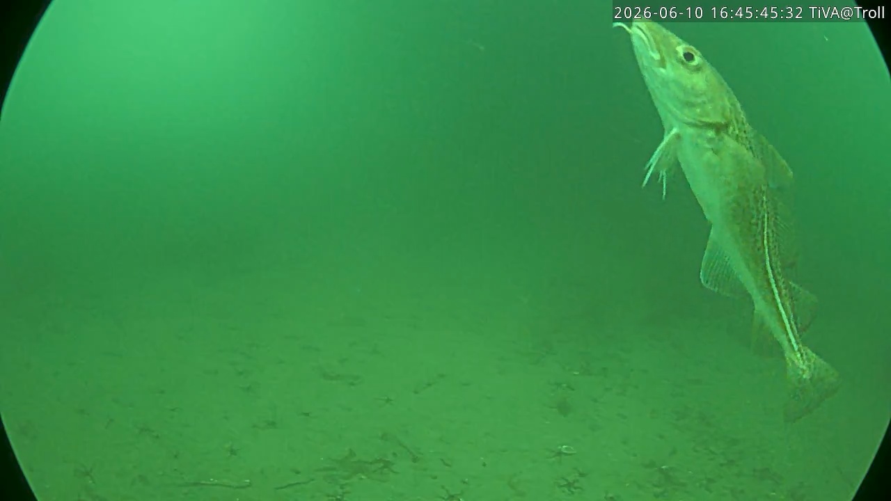 Video 2026-06-10 16:45