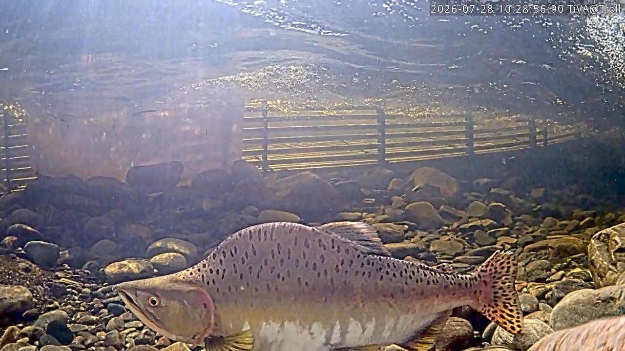 Video 2026-07-28 10:29