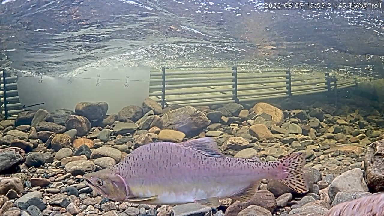 Video 2026-08-07 19:55