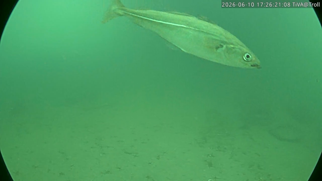 Video 2026-06-10 17:26