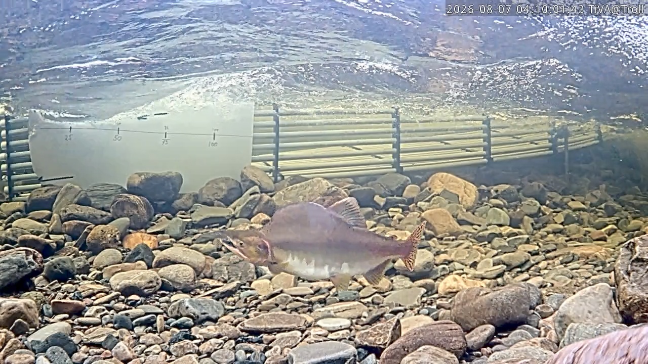 Video 2026-08-07 04:10