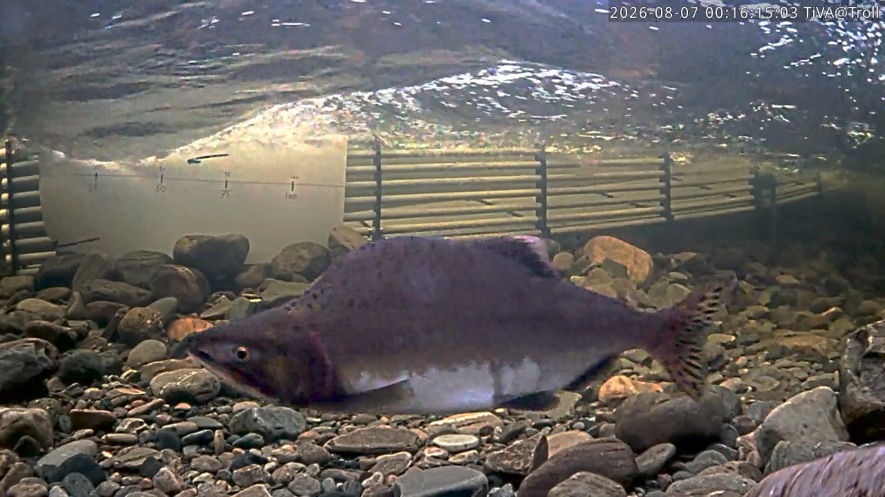 Video 2026-08-07 00:16