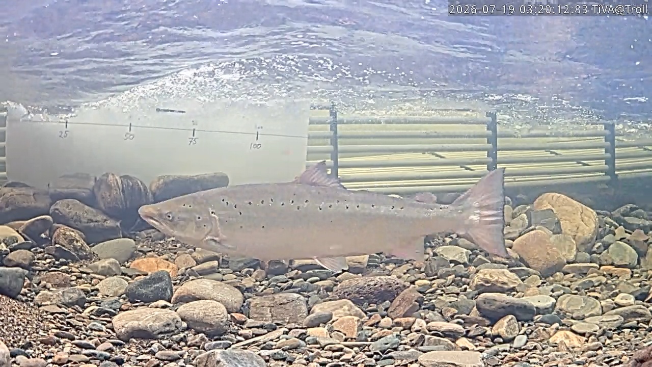 Video 2026-07-19 03:20