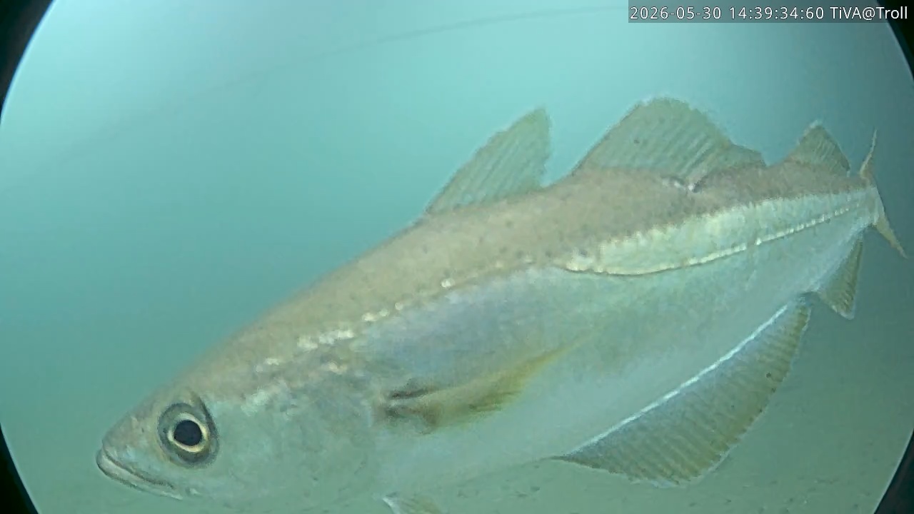 Video 2026-05-30 14:39