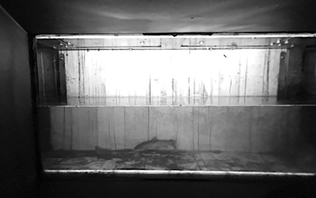 Video 2026-09-17 23:38