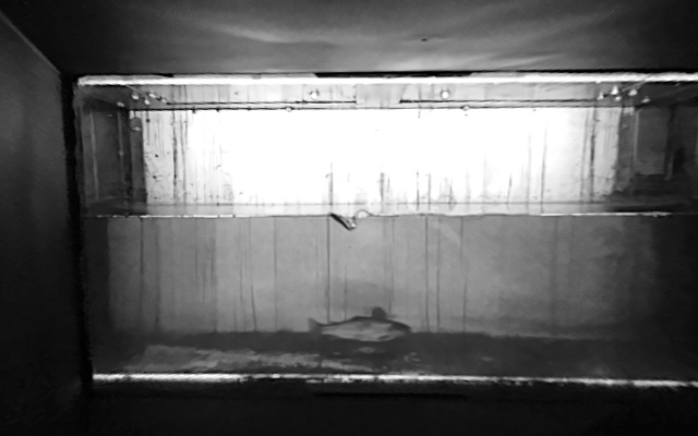 Video 2026-07-01 00:05