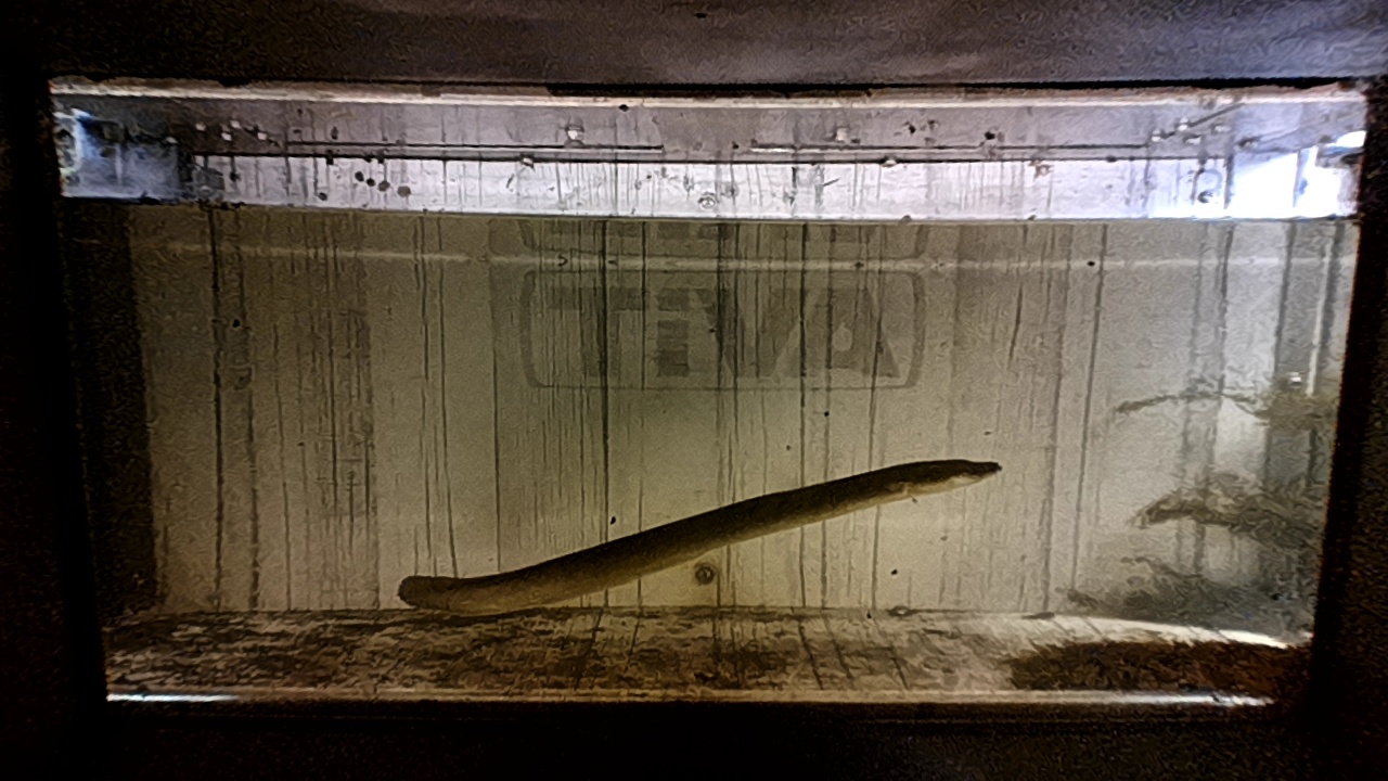 Video 2026-05-30 15:25