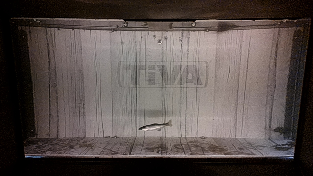Video 2026-05-14 06:39