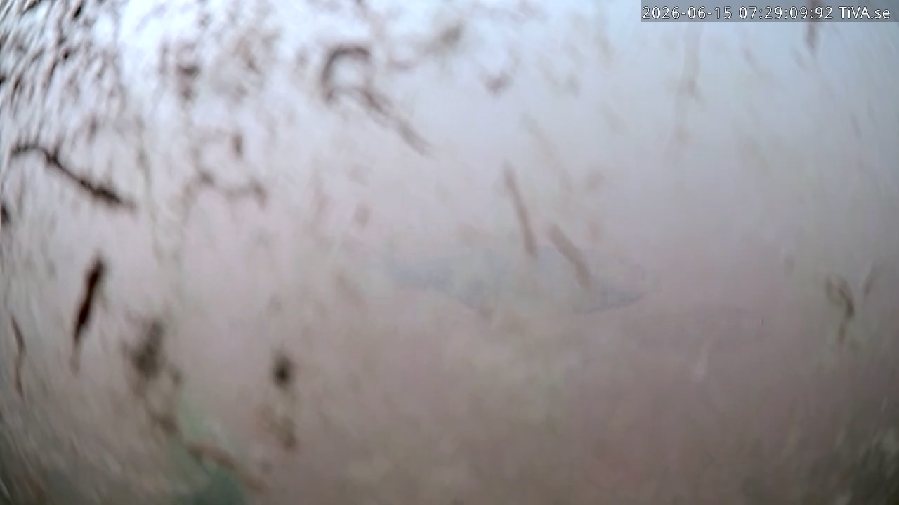Video 2026-06-15 07:29