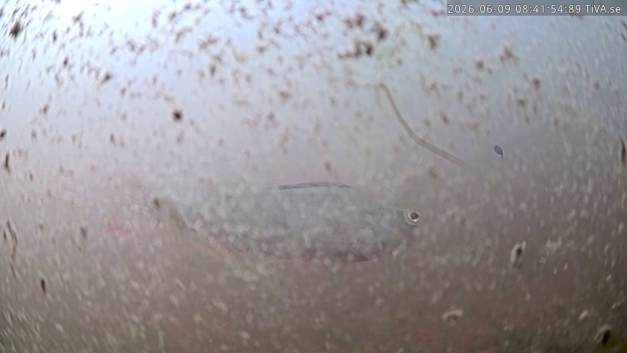 Video 2026-06-09 08:41