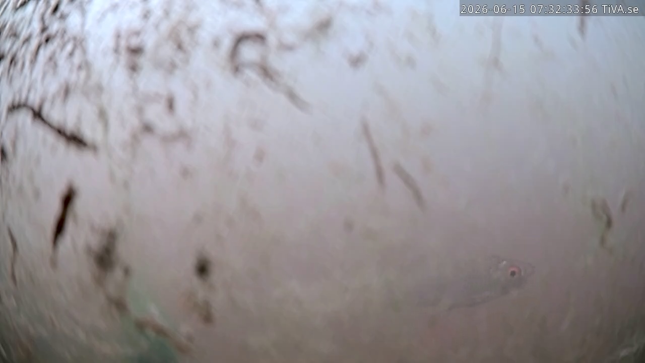 Video 2026-06-15 07:32