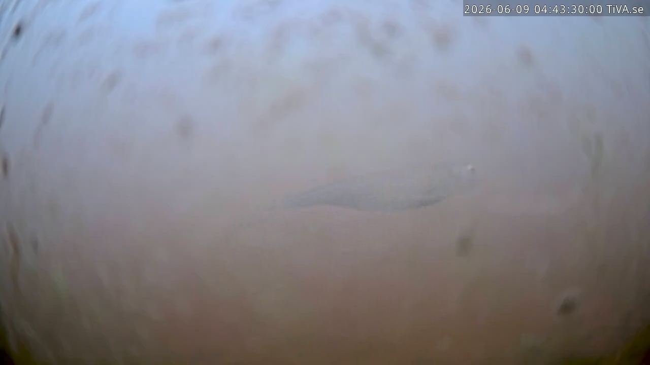 Video 2026-06-09 04:43