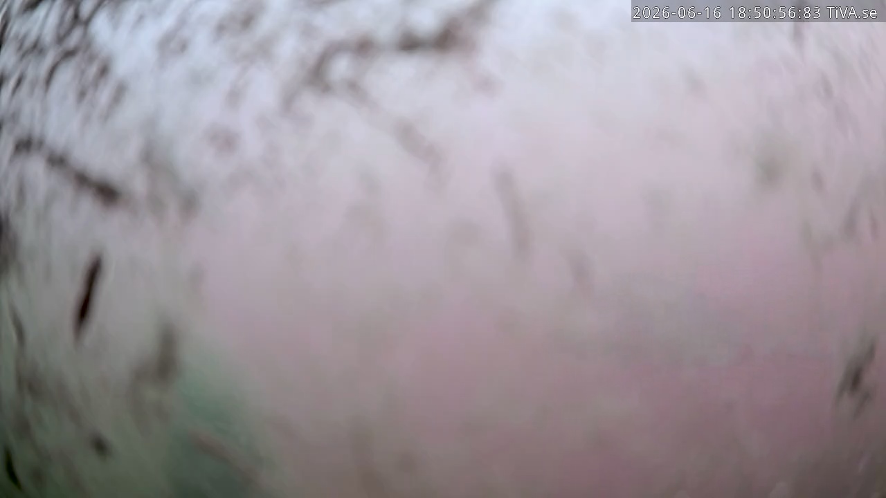 Video 2026-06-16 18:51
