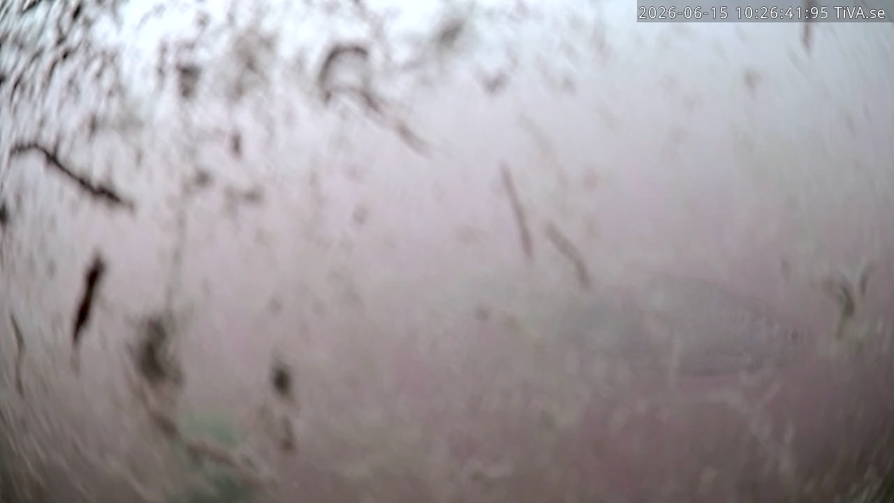 Video 2026-06-15 10:26