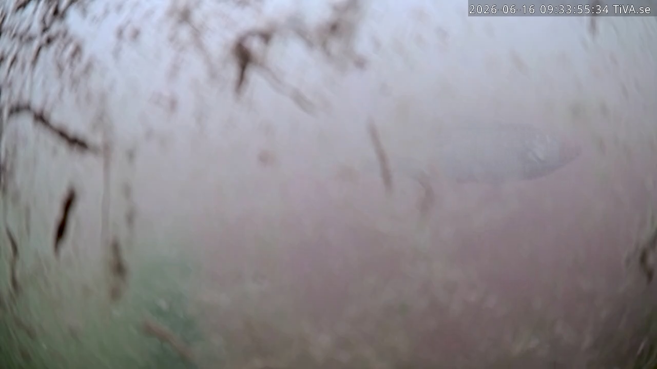 Video 2026-06-16 09:33