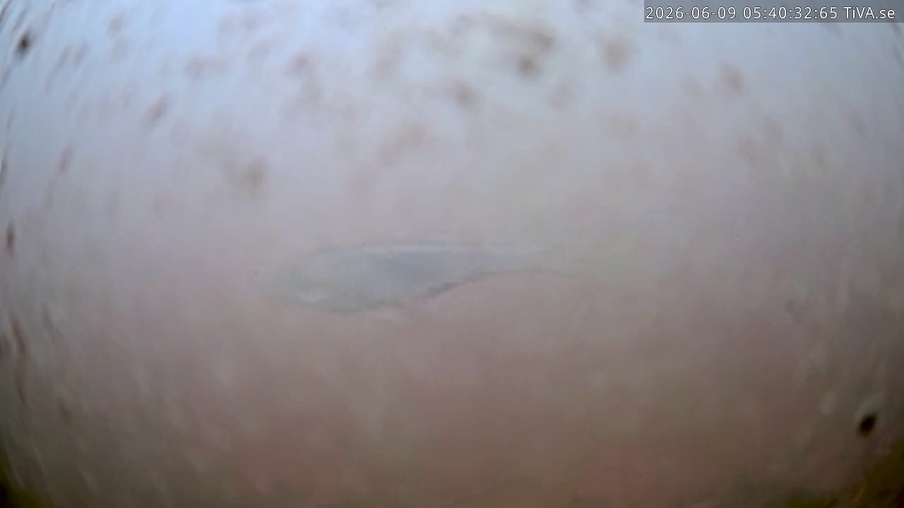 Video 2026-06-09 05:40
