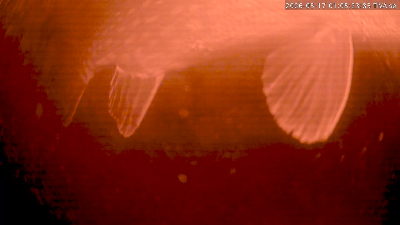 Video 2026-05-17 01:05