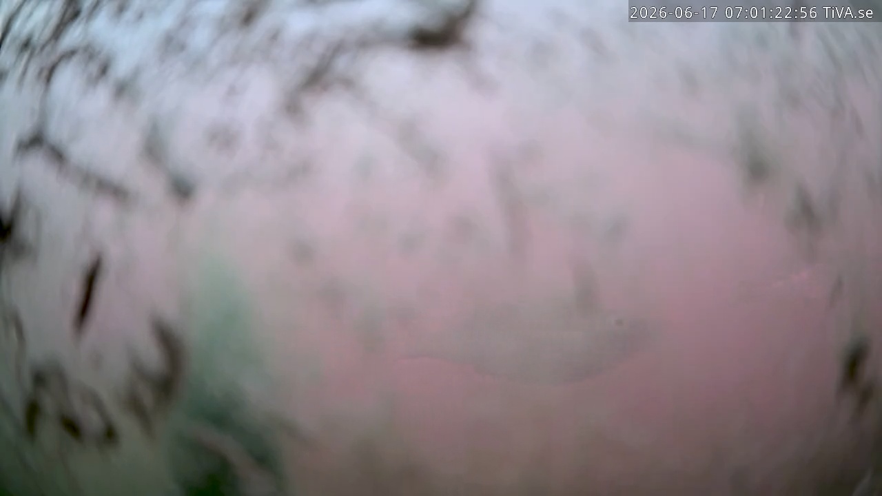 Video 2026-06-17 07:01