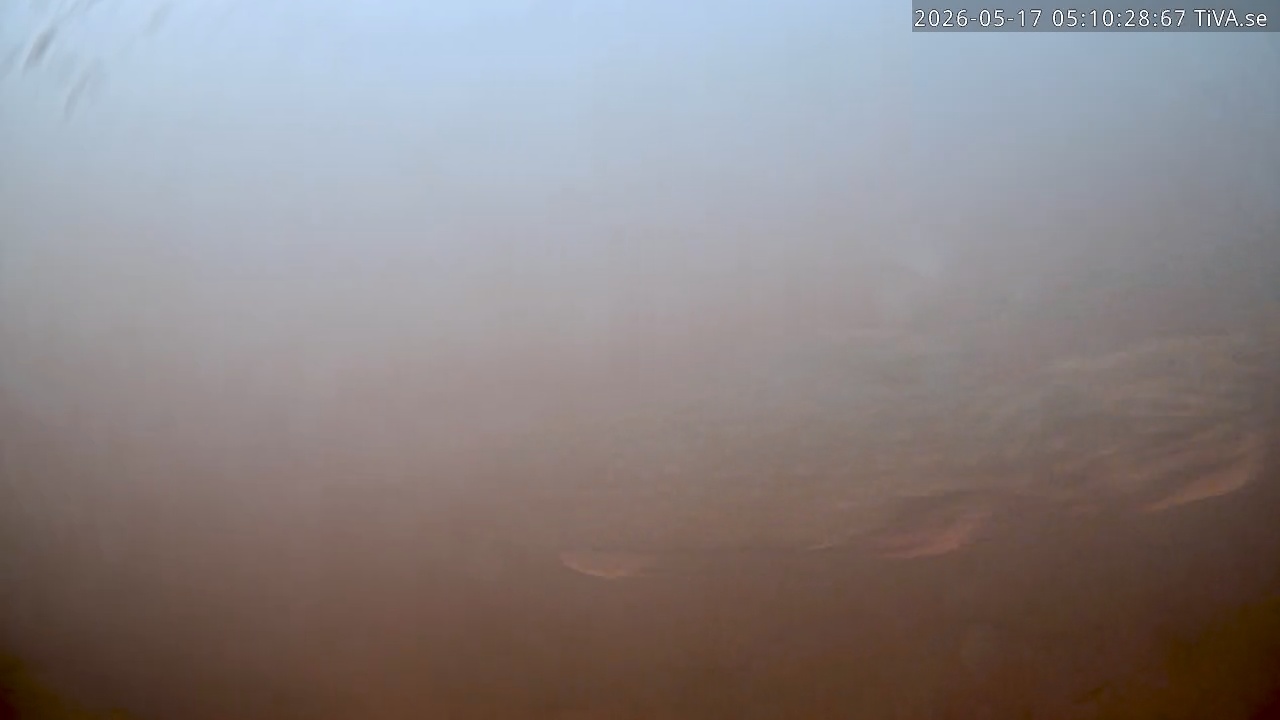 Video 2026-05-17 05:10