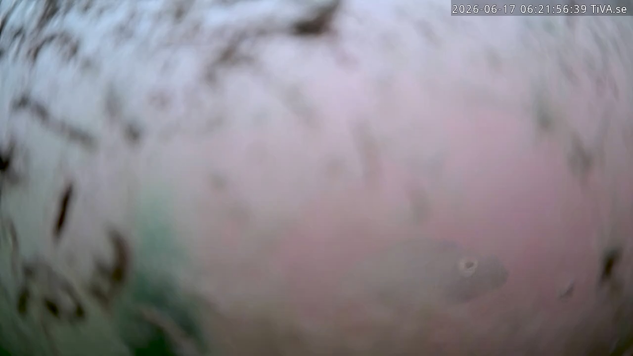 Video 2026-06-17 06:22