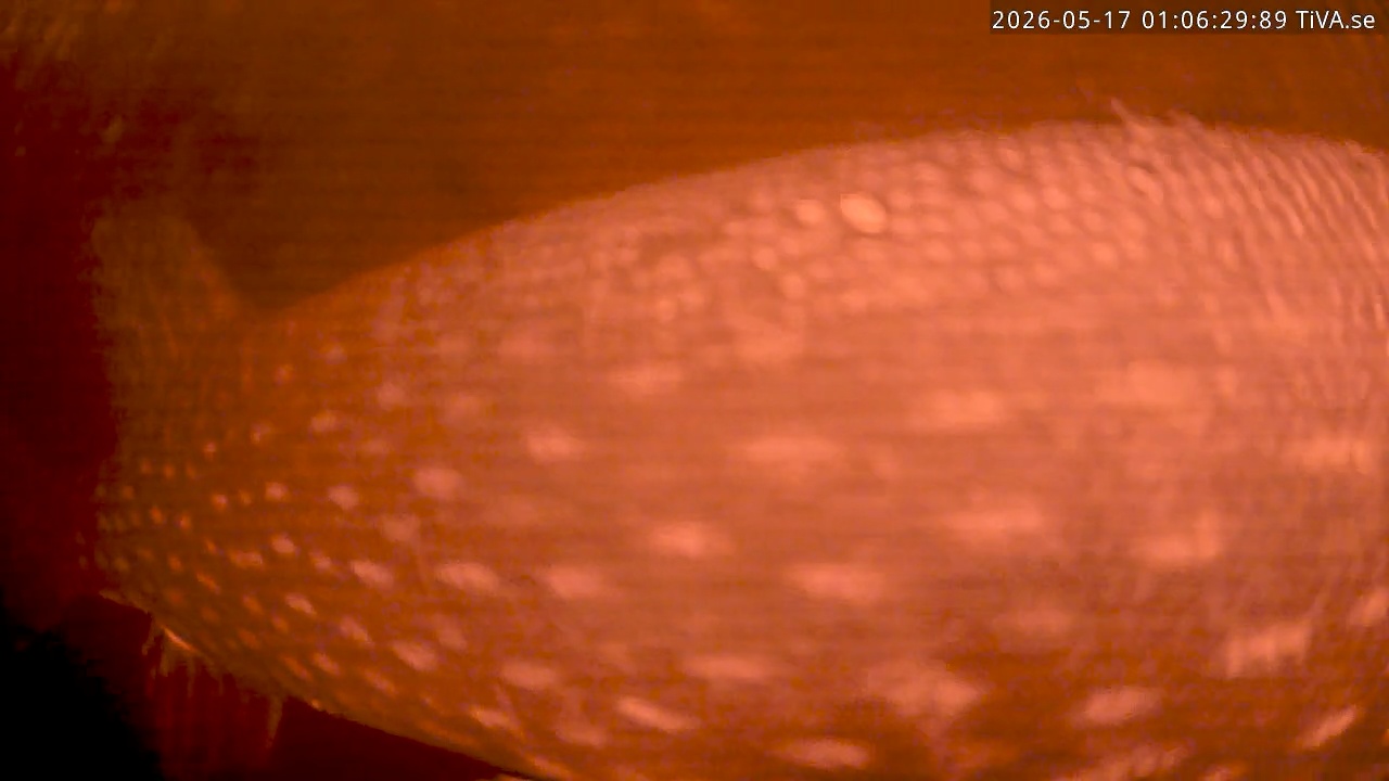 Video 2026-05-17 01:06