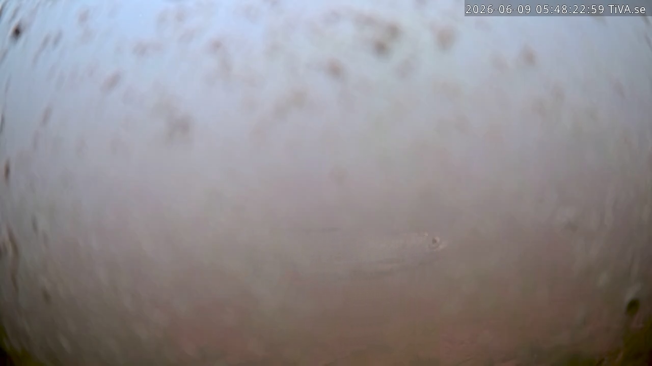 Video 2026-06-09 05:48