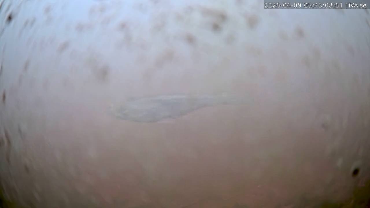 Video 2026-06-09 05:43