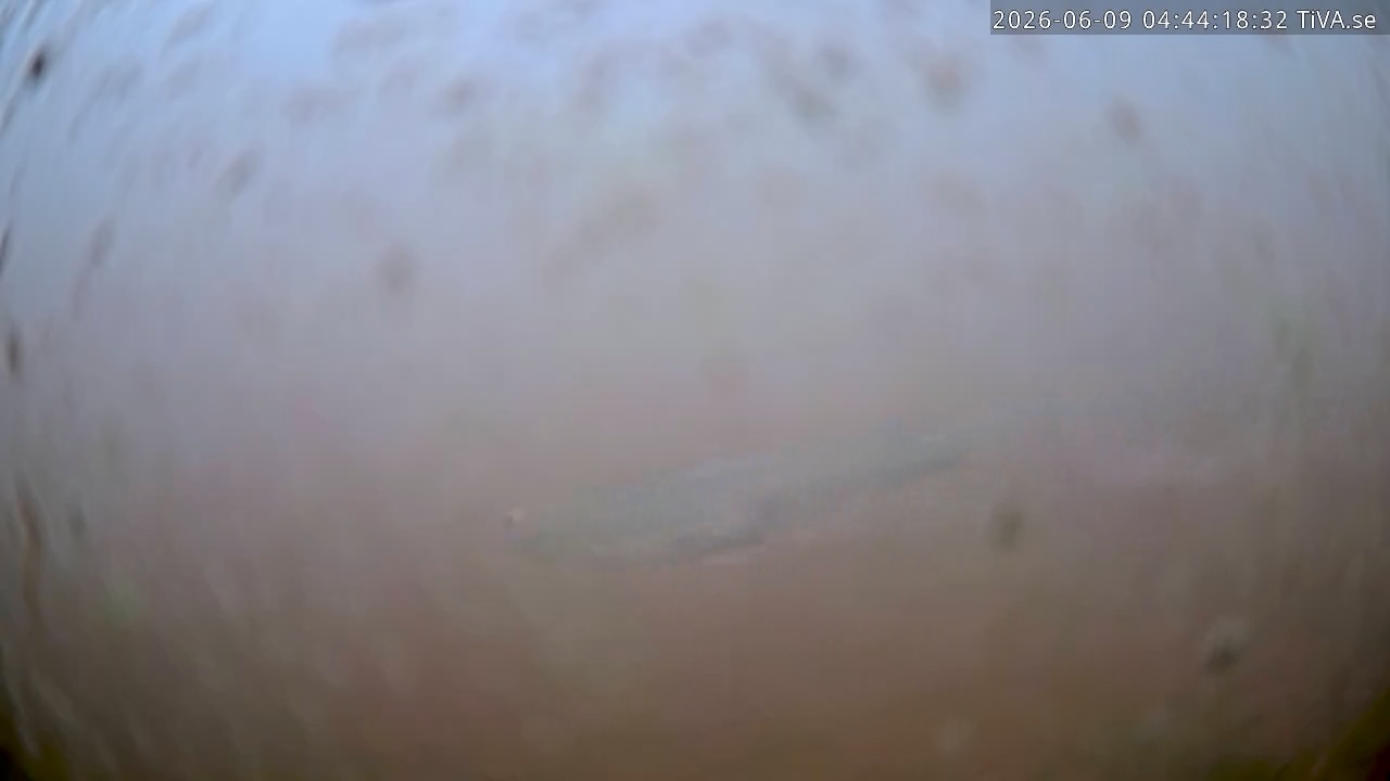 Video 2026-06-09 04:44