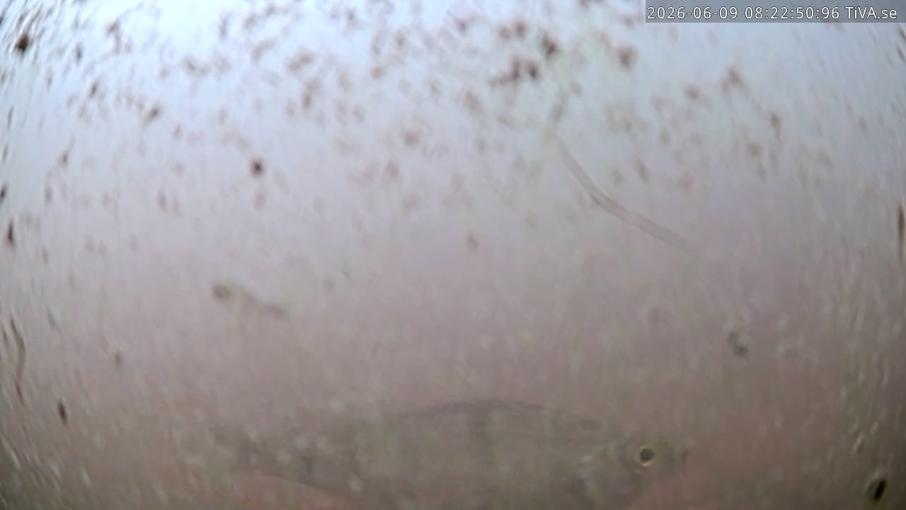 Video 2026-06-09 08:22