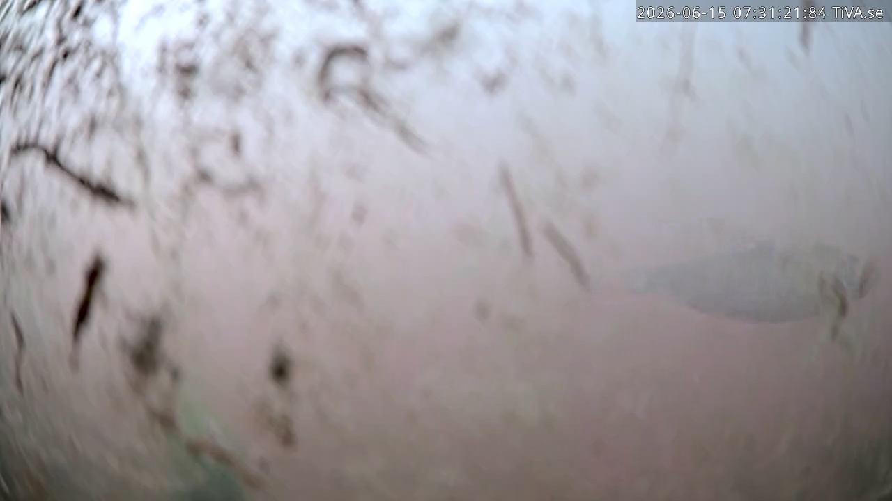 Video 2026-06-15 07:31