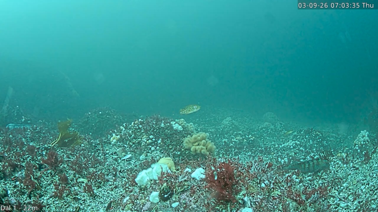 Video 2026-09-03 07:03