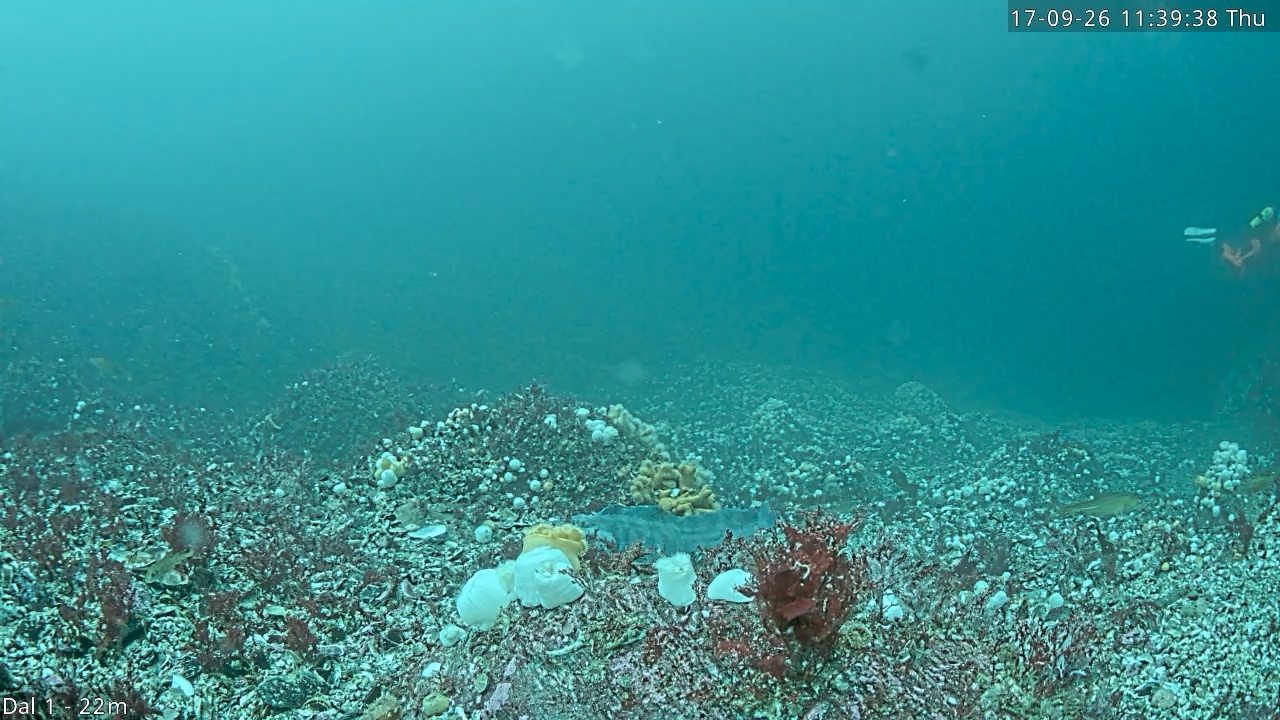 Video 2026-09-17 11:39