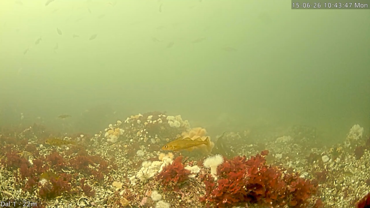 Video 2026-06-15 10:43
