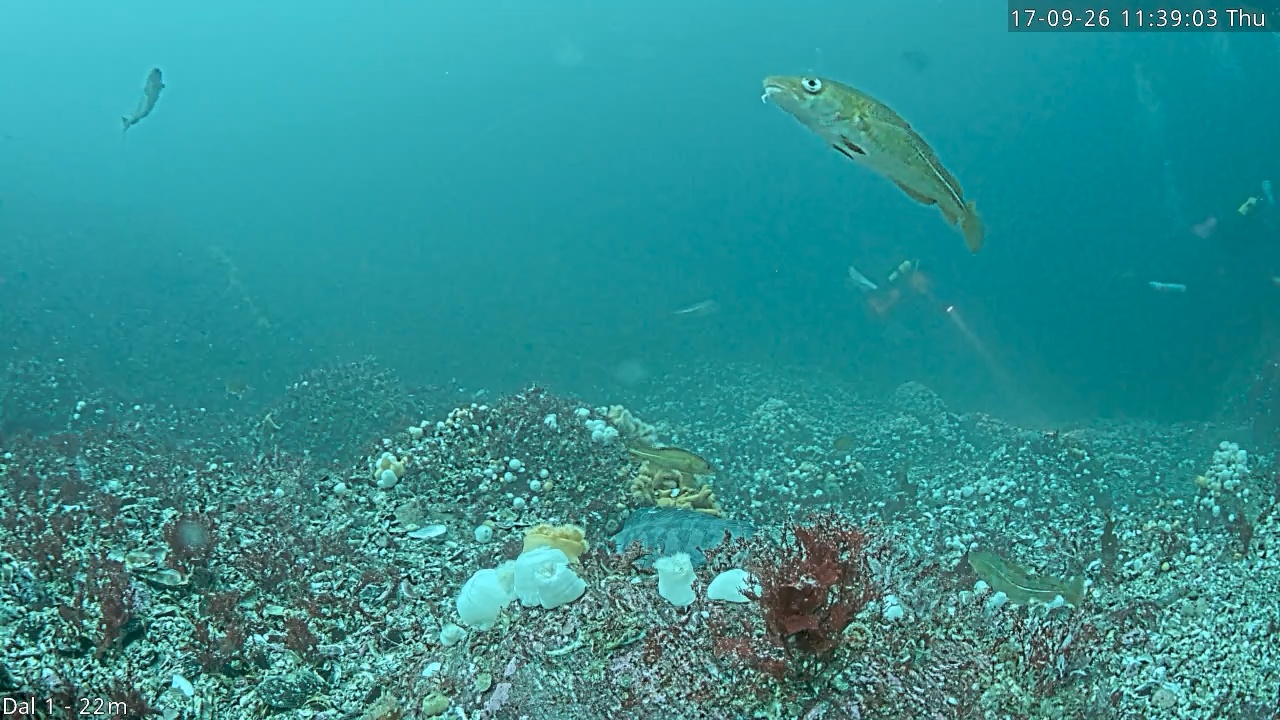 Video 2026-09-17 11:39