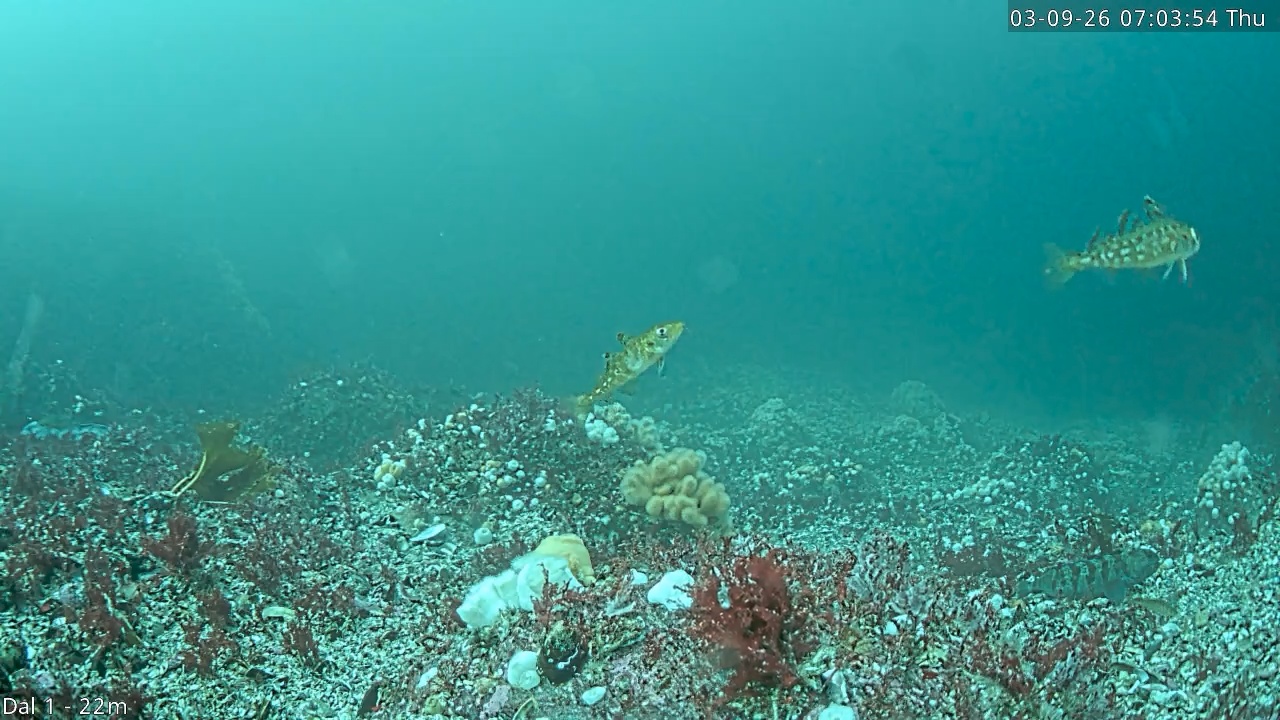 Video 2026-09-03 07:04