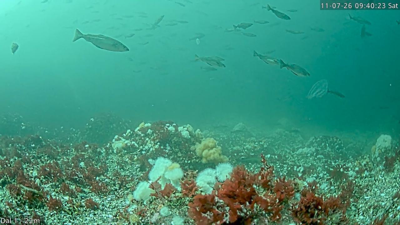 Video 2026-07-11 09:40