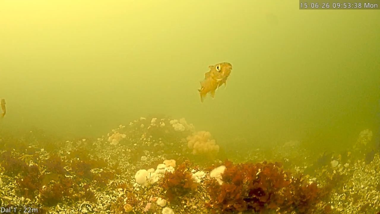 Video 2026-06-15 09:53