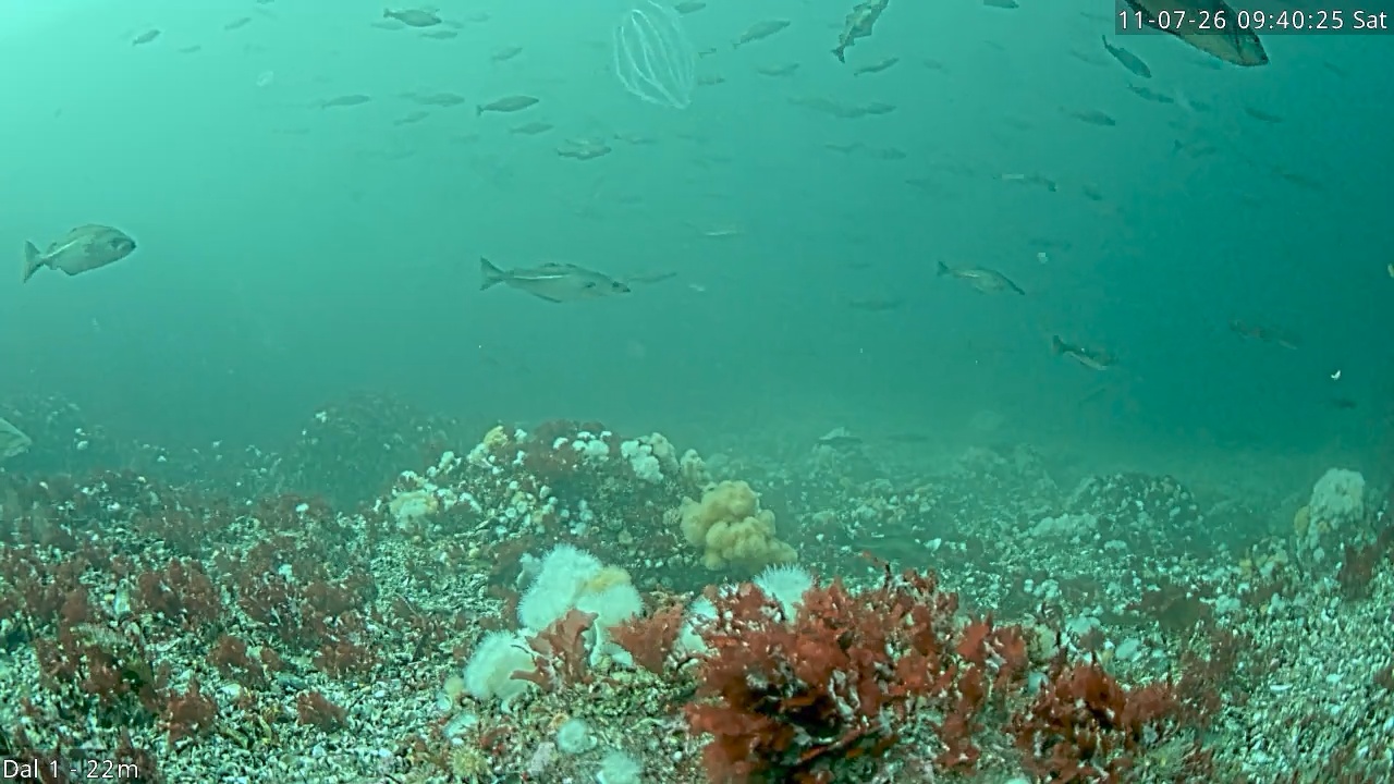 Video 2026-07-11 09:40